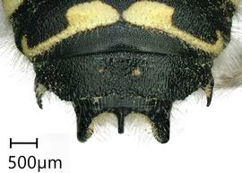   Anthidium banningense nbsp;male, dorsal view of seventh tergum (T7), photo: Tevan Brady 
